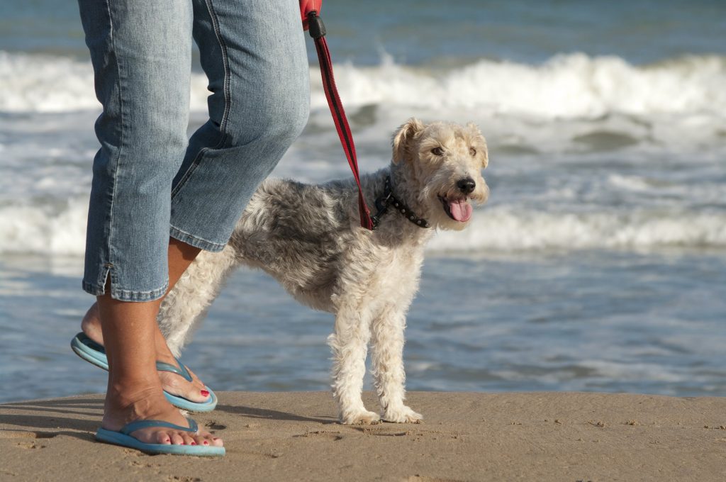 dog on beach